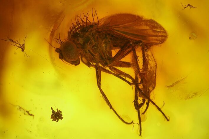 Detailed Fossil Fly (Dolichopodidae) In Baltic Amber #170103